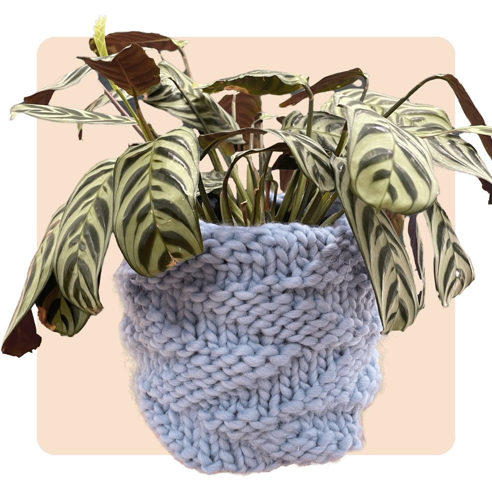 // Knit Kit // - Pot Plant Snuggie